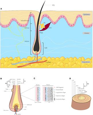 The Roles of Non-coding RNA in the Development and Regeneration of Hair Follicles: Current Status and Further Perspectives